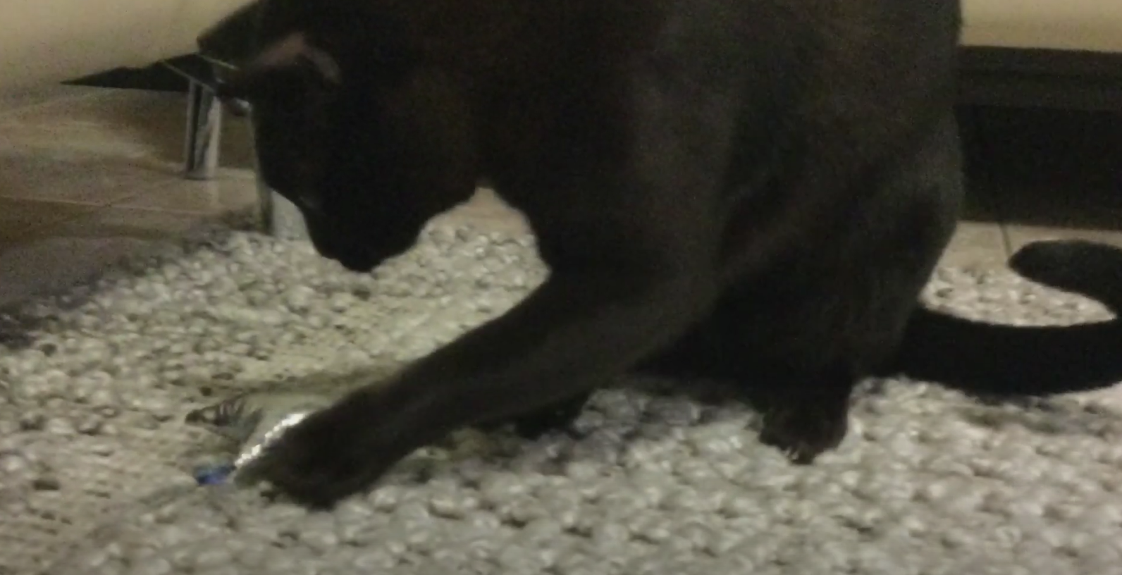 My Cats - GamerClub